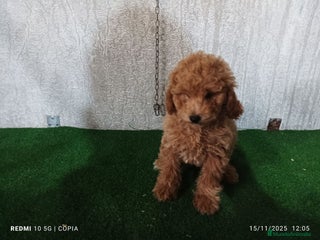 Caniche Enano perros caniche enano - Anuncio 1