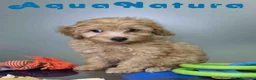 Havapoo perros en venta: Havapoo Macho de Haya y Can 8300 AQUANATURA - Anuncio 9