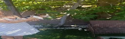 Beagle perros en venta: Beagles de calidad, económicos - Anuncio 3