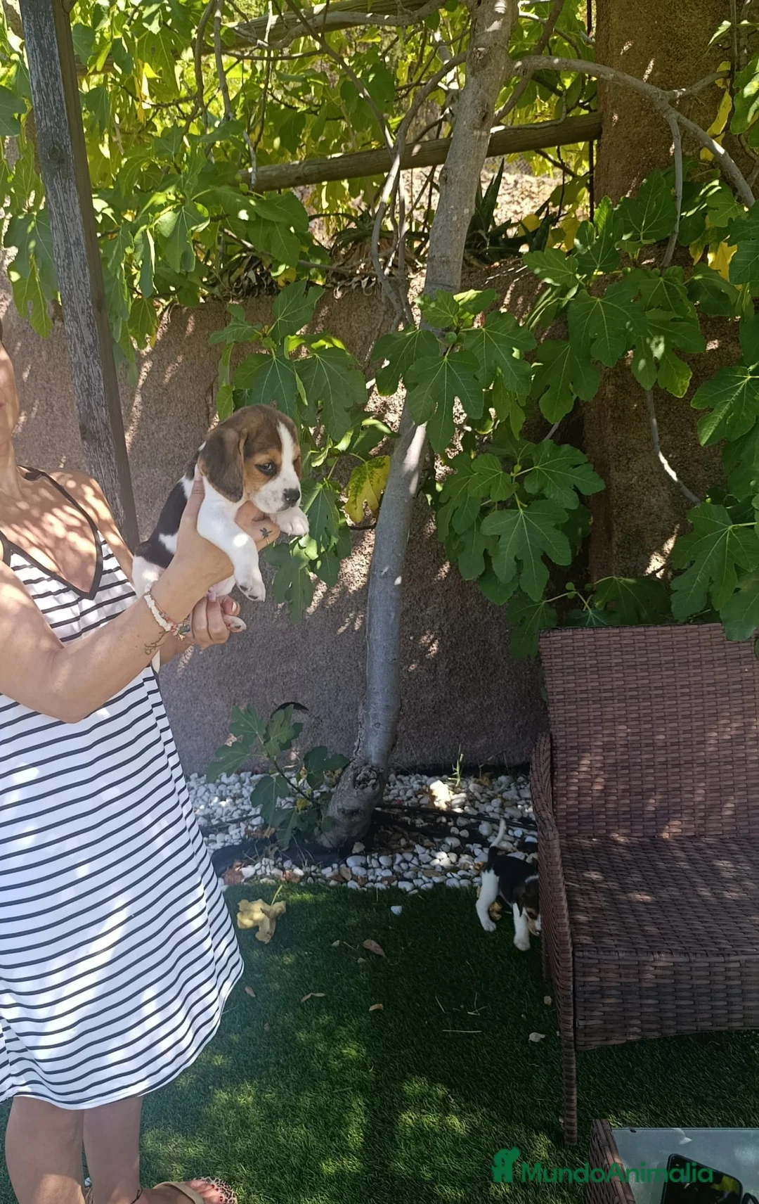 Beagle perros en venta: Beagles de calidad, económicos - Anuncio 3