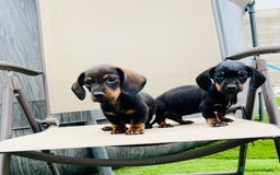 Teckel perros en venta: Cachorritos teckel miniatura - Imagen 3