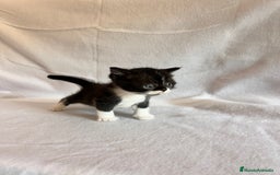 Británico de Pelo Corto gatos en venta: Monísimo gatito  - Imagen 1