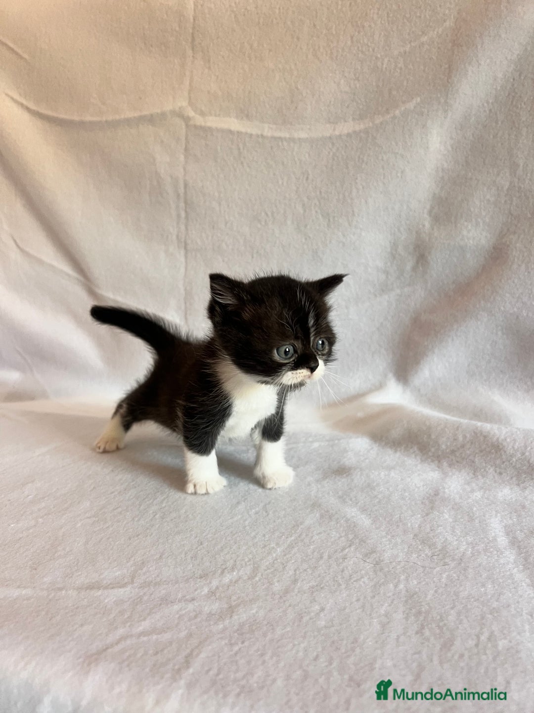 Británico de Pelo Corto gatos en venta: Monísimo gatito  - Imagen 1