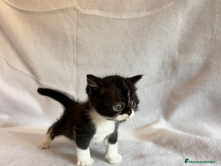 Británico de Pelo Corto gatos - Anuncio 2