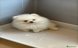 Pomerania perros en venta: Pomerania toy blanco  - Imagen 3