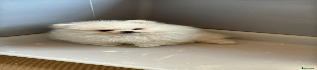 Pomerania Cachorro 1