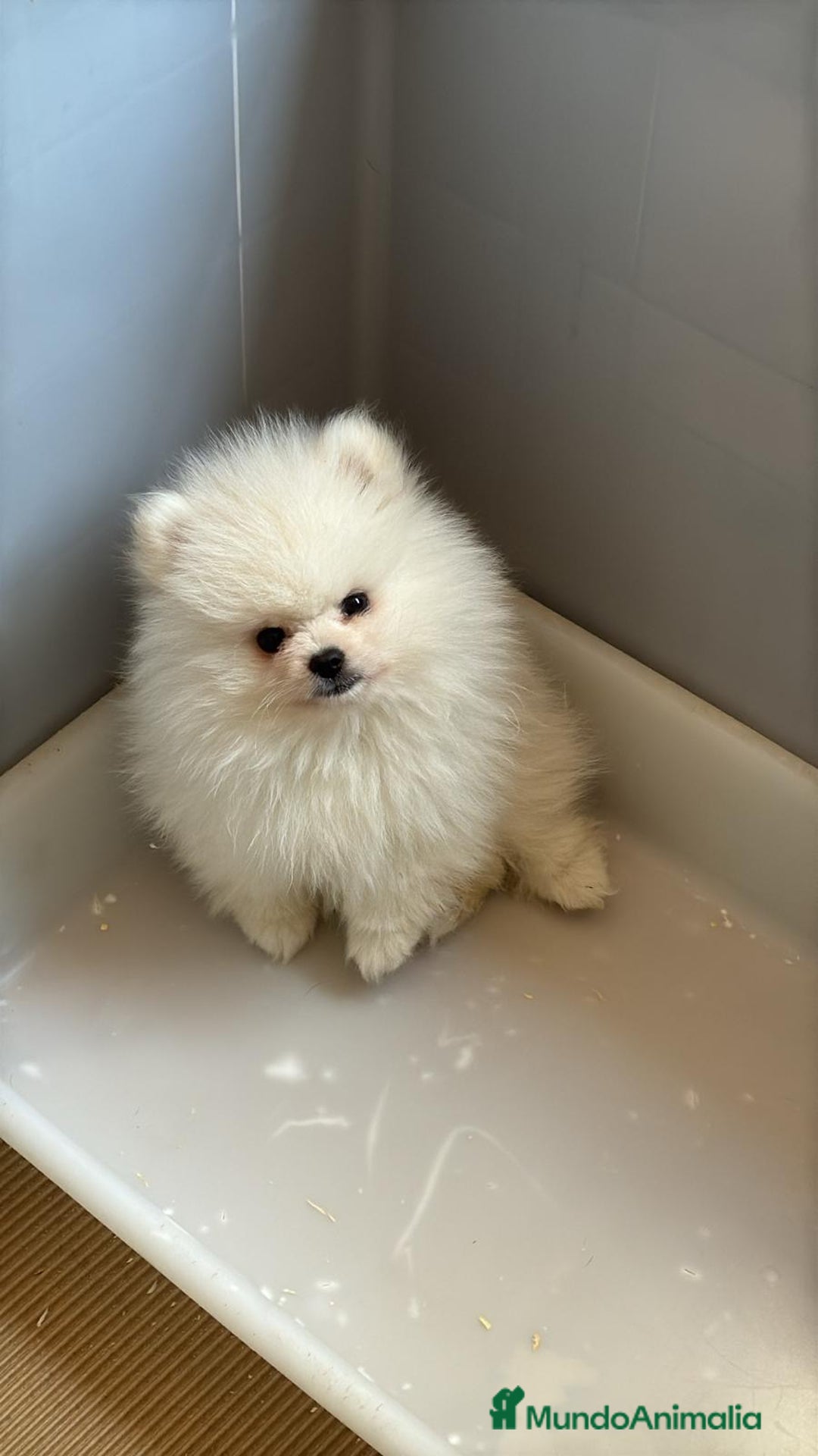 Pomerania perros en venta: Pomerania toy blanco  - Imagen 3