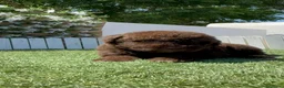 Perro de Agua Español perros en venta: PERRO DE AGUA ESPAÑOL - Anuncio 9
