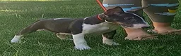 Bull Terrier perros en venta: Vegabulls De Las Morenas - Anuncio 6