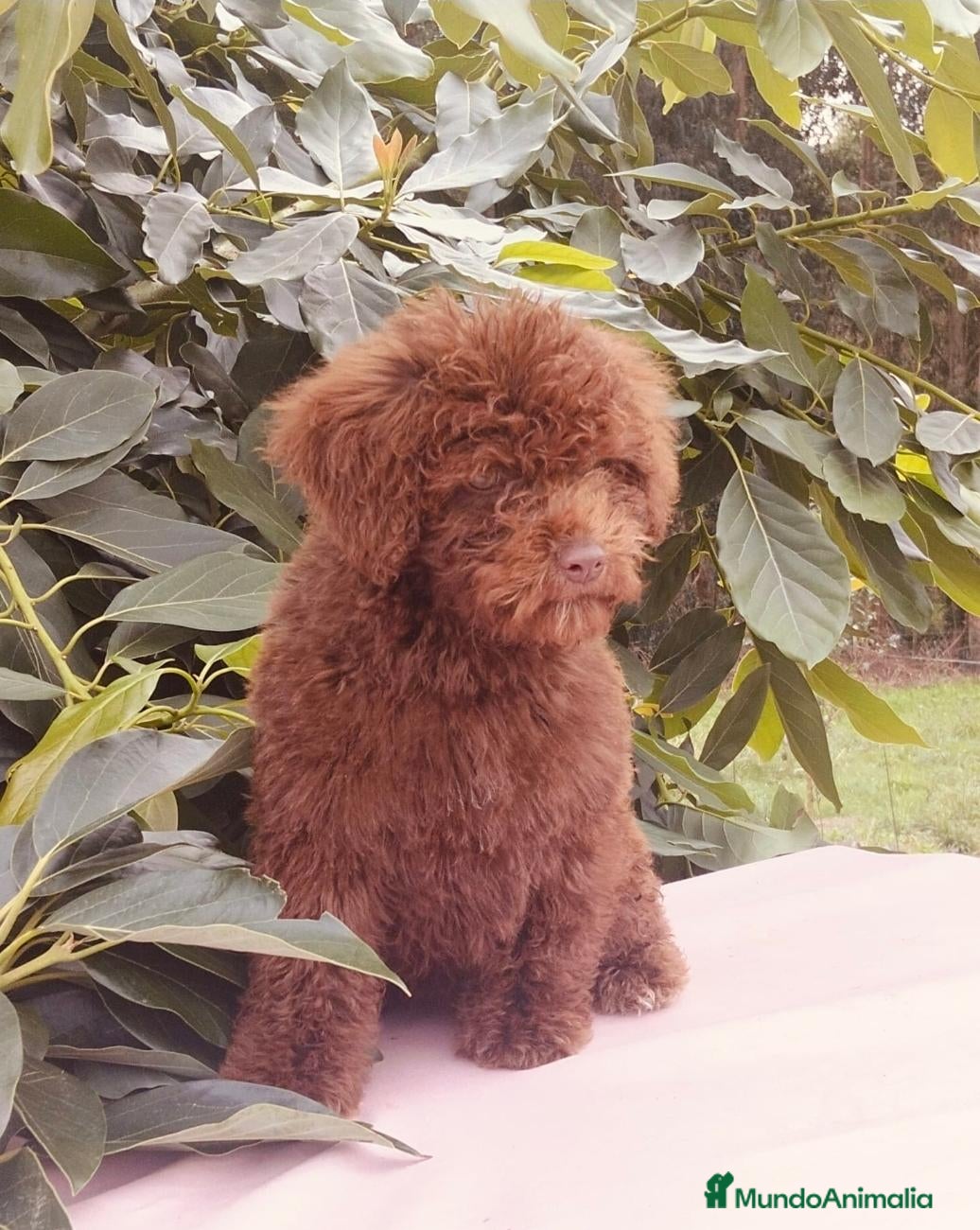 Perro de Agua Español perros en venta: Preciosos cachorros de perro de aguas - Anuncio 1