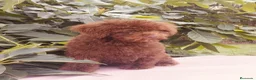 Perro de Agua Español perros en venta: Preciosos cachorros de perro de aguas - Anuncio 1