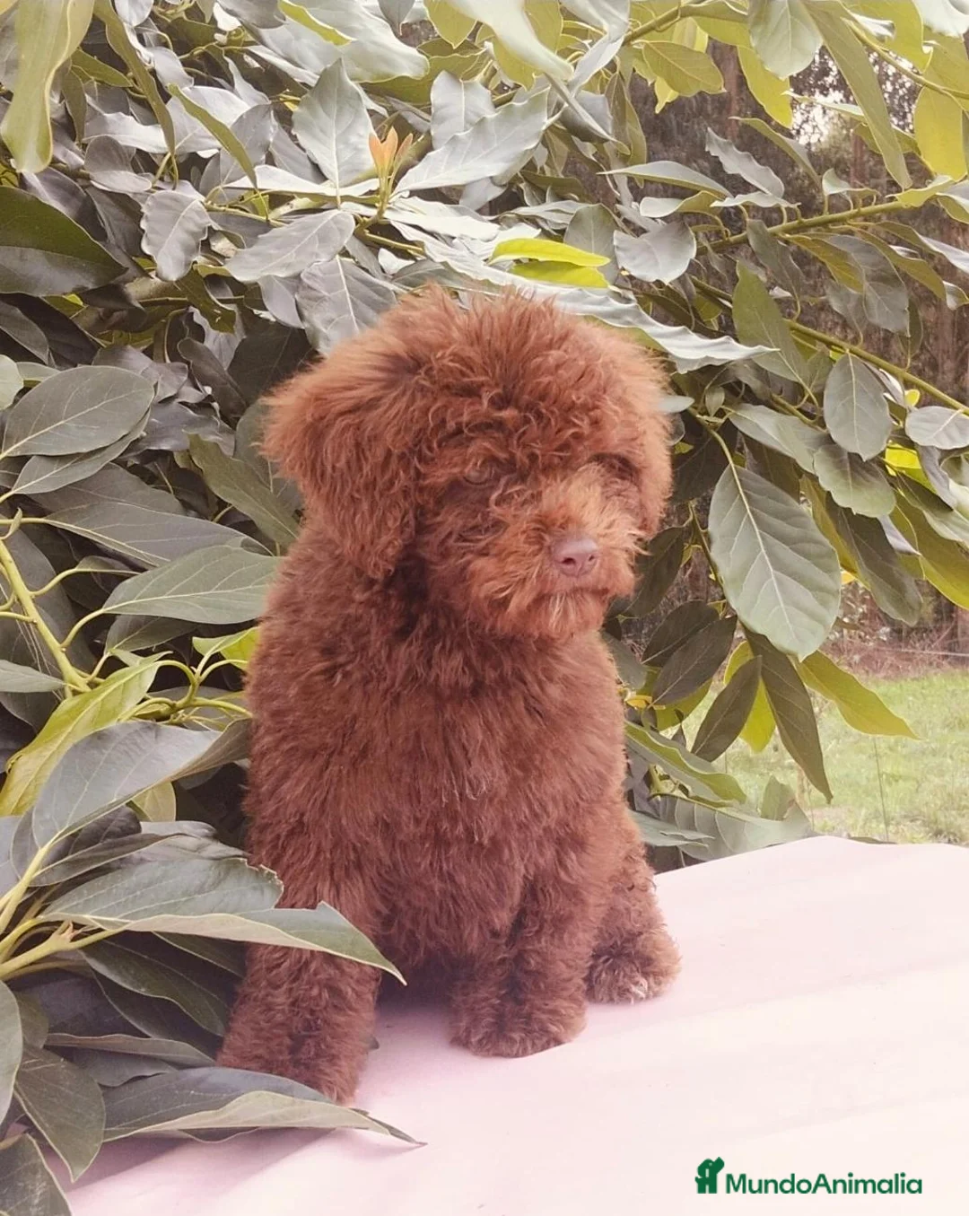 Perro de Agua Español perros en venta: Preciosos cachorros de perro de aguas - Anuncio 1