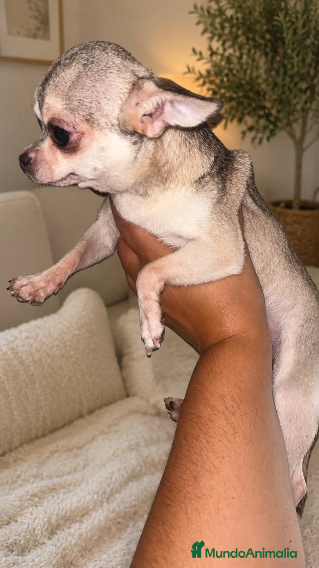 Chihuahua perros en venta: Cachorritos chihuahua toy - Anuncio 3