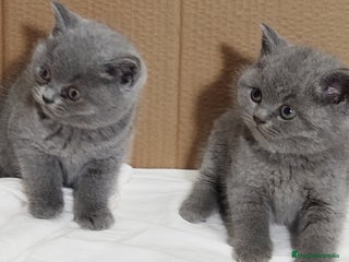 Británico de Pelo Corto Azul gatos British Shorthair - Anuncio 23