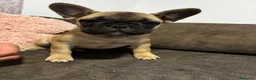 Bulldog Francés perros en venta: Cachorros de bulldog Francés  - Anuncio 10