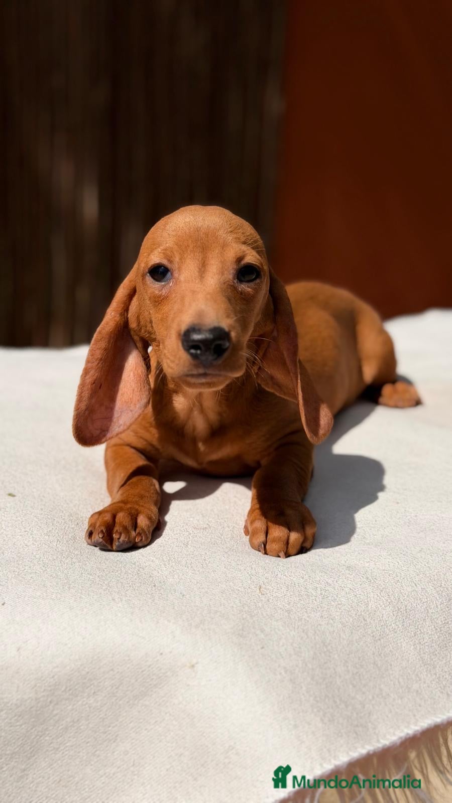 Teckel Miniatura perros TECKEL KANICHEN CHOCOLATE - Anuncio 4