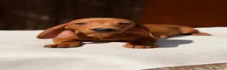 Teckel Miniatura perros en venta: TECKEL KANICHEN CHOCOLATE - Anuncio 1