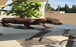 Teckel Miniatura perros en venta: Teckel mini chocolate ♂️🍫 - Imagen 7