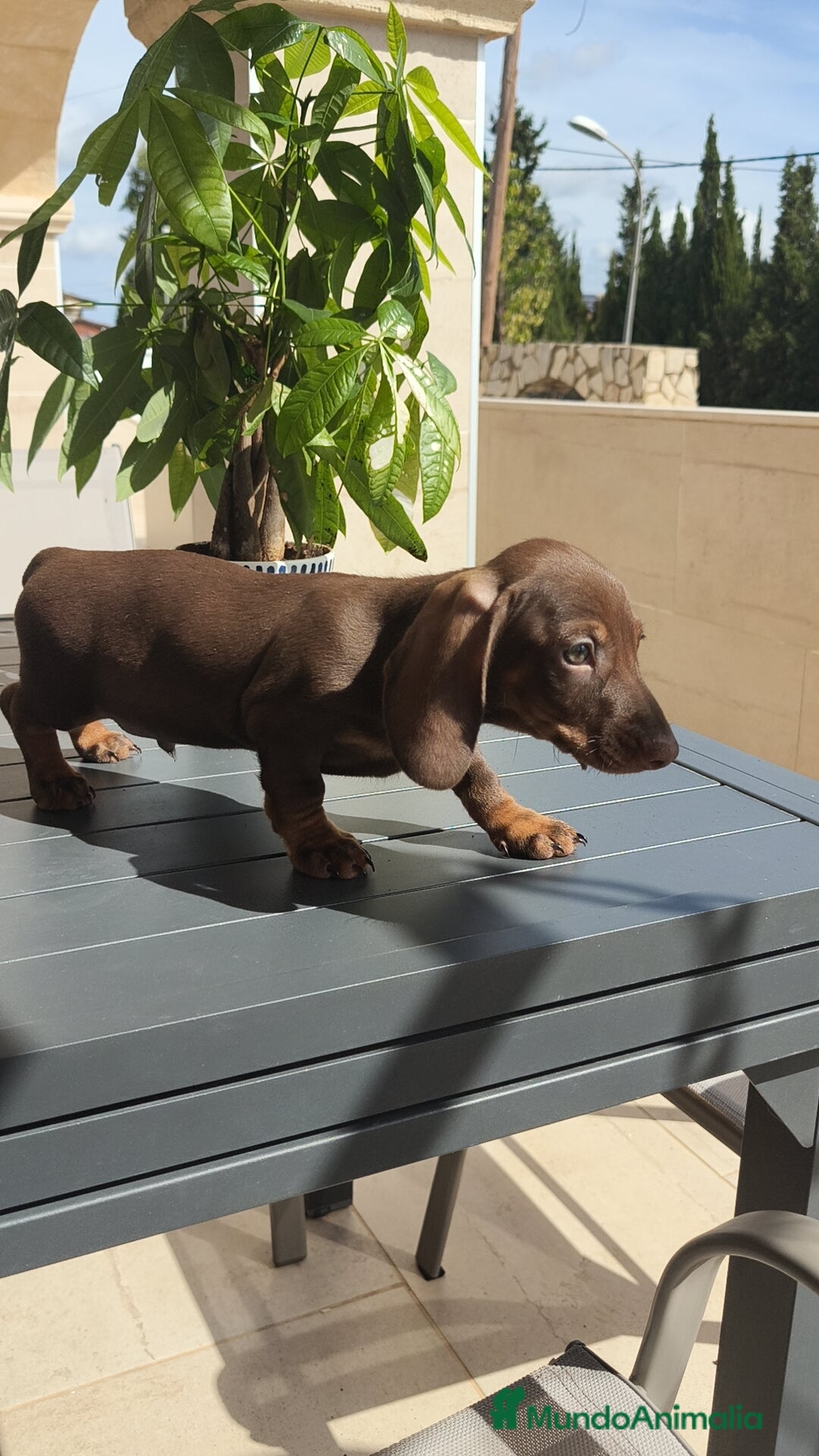Teckel Miniatura perros en venta: Teckel mini chocolate ♂️🍫 - Imagen 7