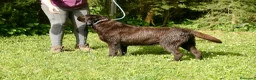 Labrador Retriever perros en venta: Cachorros de Labrador Retriever Negros - Anuncio 20