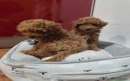 Caniche Toy perros en venta: Hembras toy ❤️ disponible  - Imagen 2