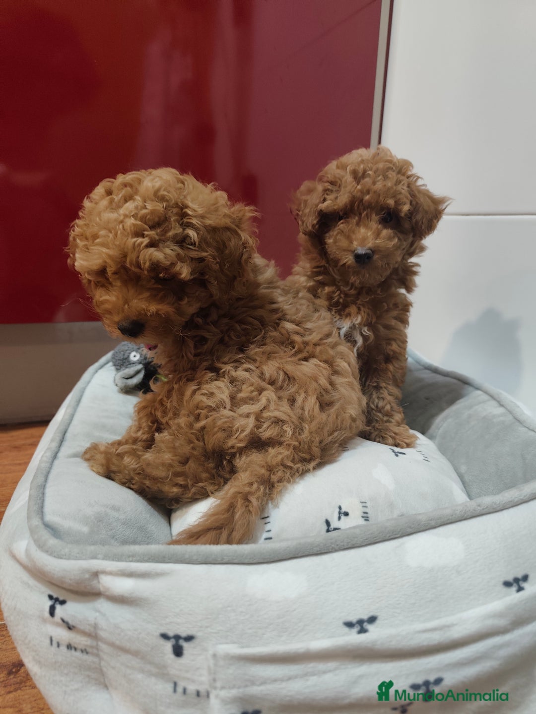 Caniche Toy perros en venta: Hembras toy ❤️ disponible  - Imagen 2