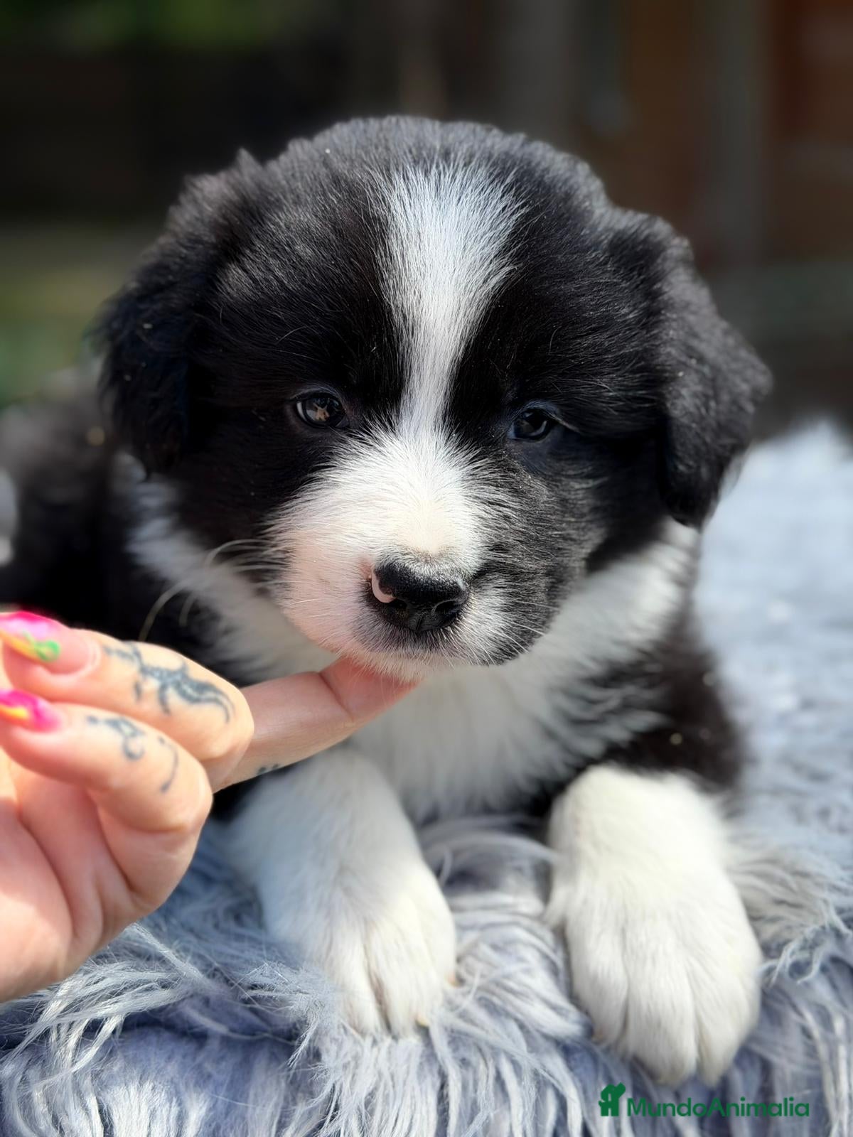 Border Collie perros BORDER COLLIE BICOLOR DISPONIBLES - Anuncio 2