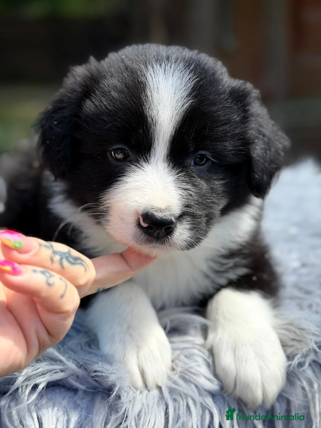 Border Collie perros en venta: BORDER COLLIE BICOLOR DISPONIBLES - Anuncio 1
