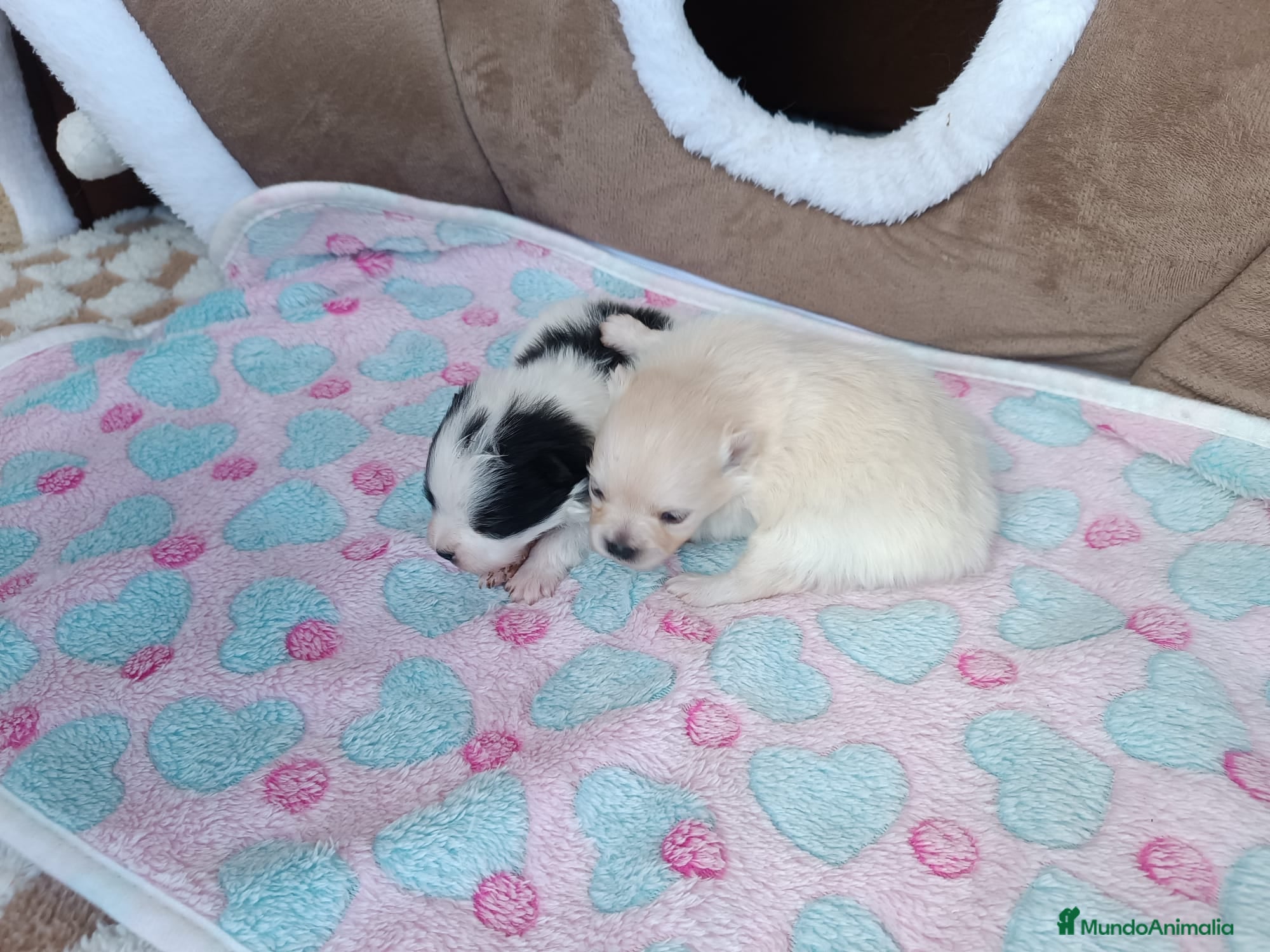 Pomerania perros POMERANIAS LINDAS HEMBRITAS - Anuncio 1