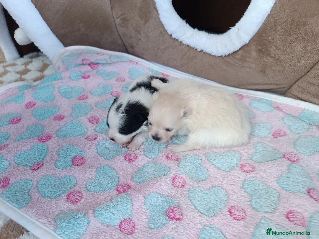 Pomerania perros en venta: POMERANIAS LINDAS HEMBRITAS - Anuncio 1