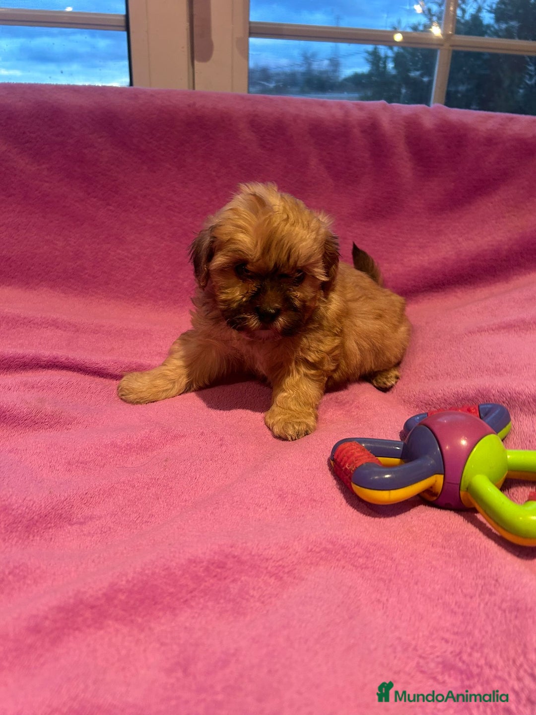 Bichón Habanero perros en venta: Bichón habanero  - Anuncio 2