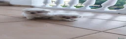 Bichón Maltés perros en venta: bichon maltes de linea coreana  - Anuncio 1