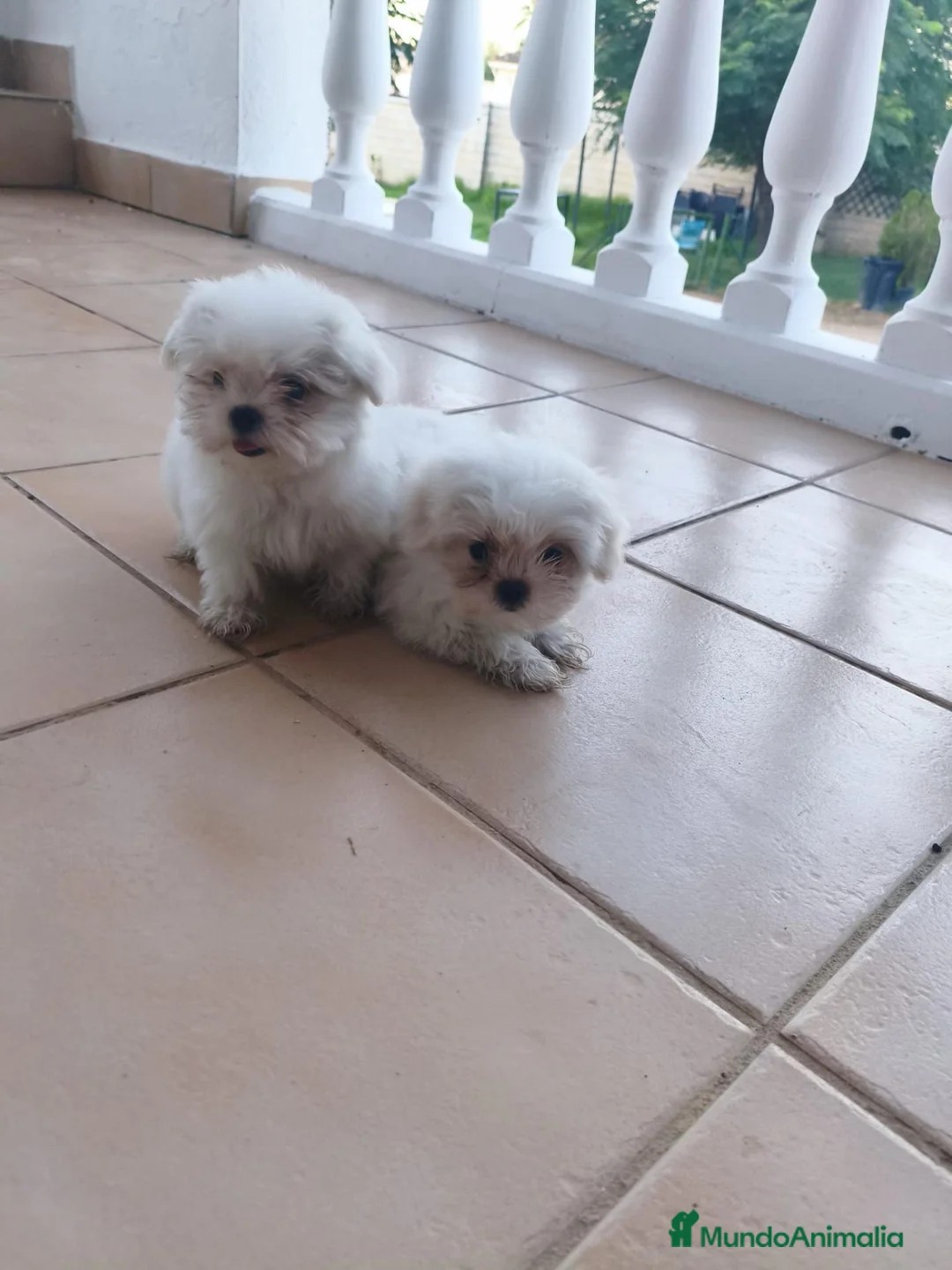 Bichón Maltés perros en venta: bichon maltes de linea coreana  - Anuncio 1
