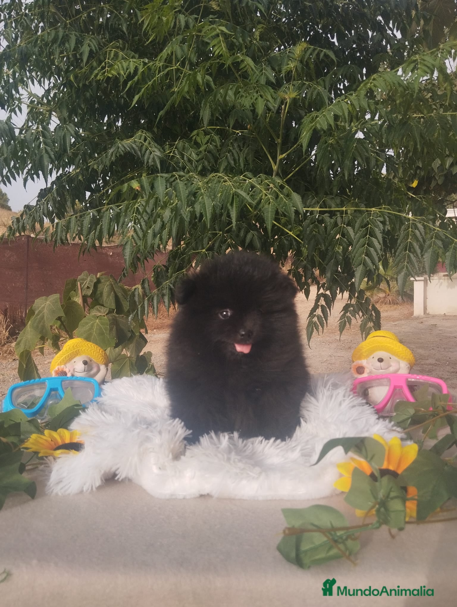 Pomerania perros Pomerania Toy - Anuncio 1