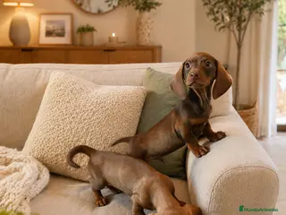 Teckel Miniatura perros Salchichas miniatura 🌭 - Anuncio 1