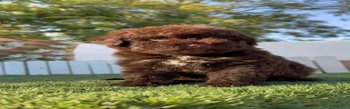 Perro de Agua Español 3