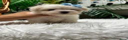 Bichón Maltés perros en venta: 🤍 BICHÓN MALTÉS – DULZURA EN ESTADO PURO 🤍 - Anuncio 5