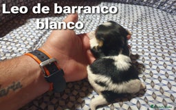 Biewer Yorkshire Terrier a la Pom Pon perros en venta: Biewer con pedigree - Imagen 5