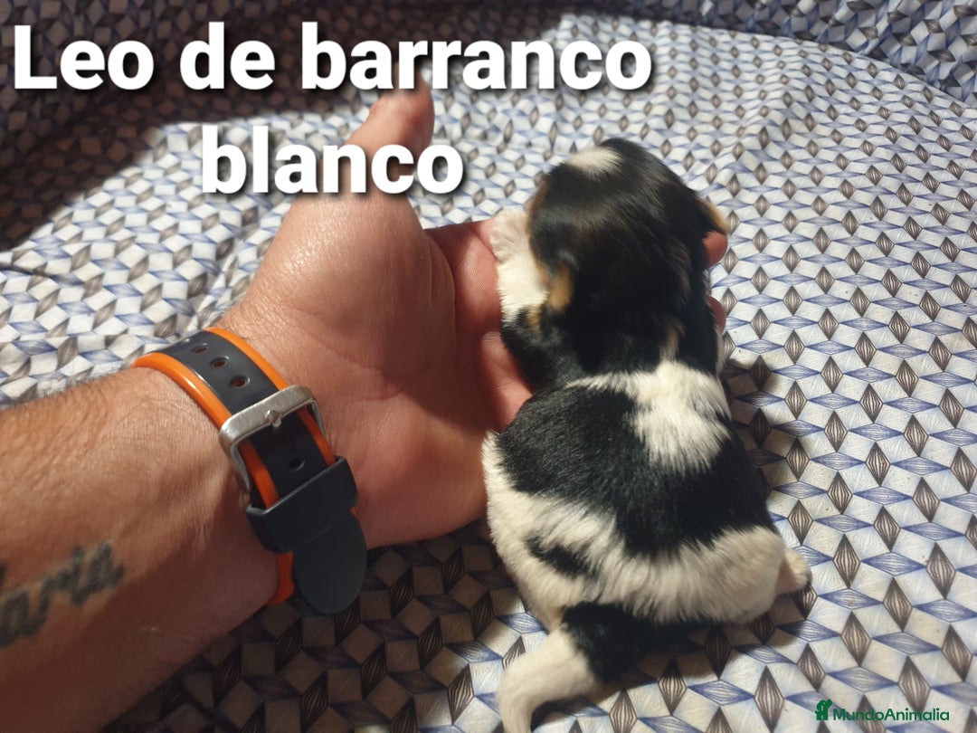 Biewer Yorkshire Terrier a la Pom Pon perros en venta: Biewer con pedigree - Imagen 5
