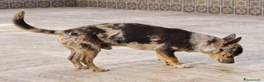 Chihuahua 1