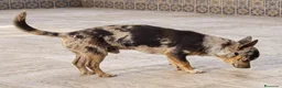 Chihuahua perros en venta: CHIHUAHUA ADULTO MERLE - Anuncio 2