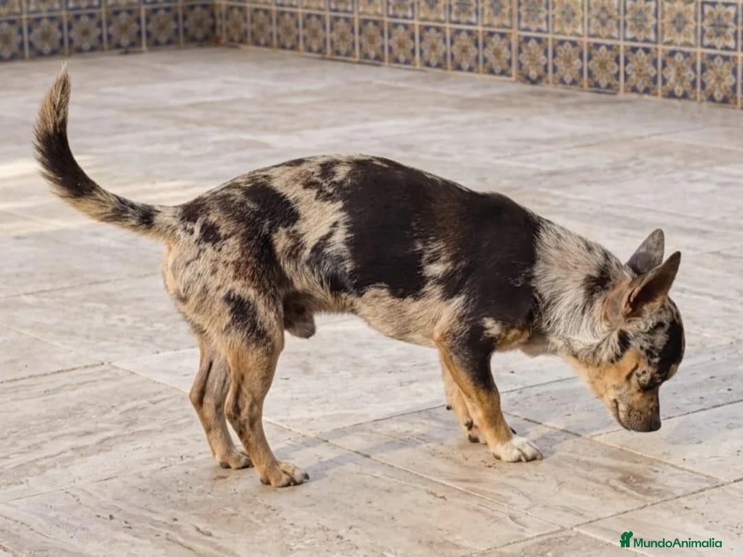 Chihuahua perros en venta: CHIHUAHUA ADULTO MERLE - Anuncio 2