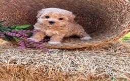 Maltipoo perros en venta: Maltipoo para noviembre/diciembre  - Imagen 13