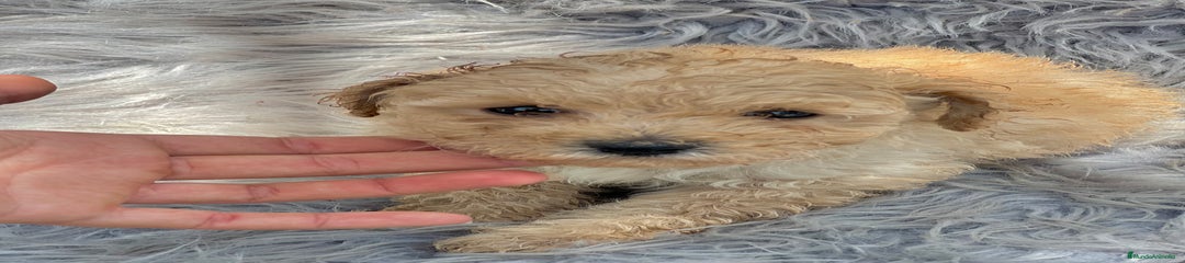 Caniche Toy Cachorro 1