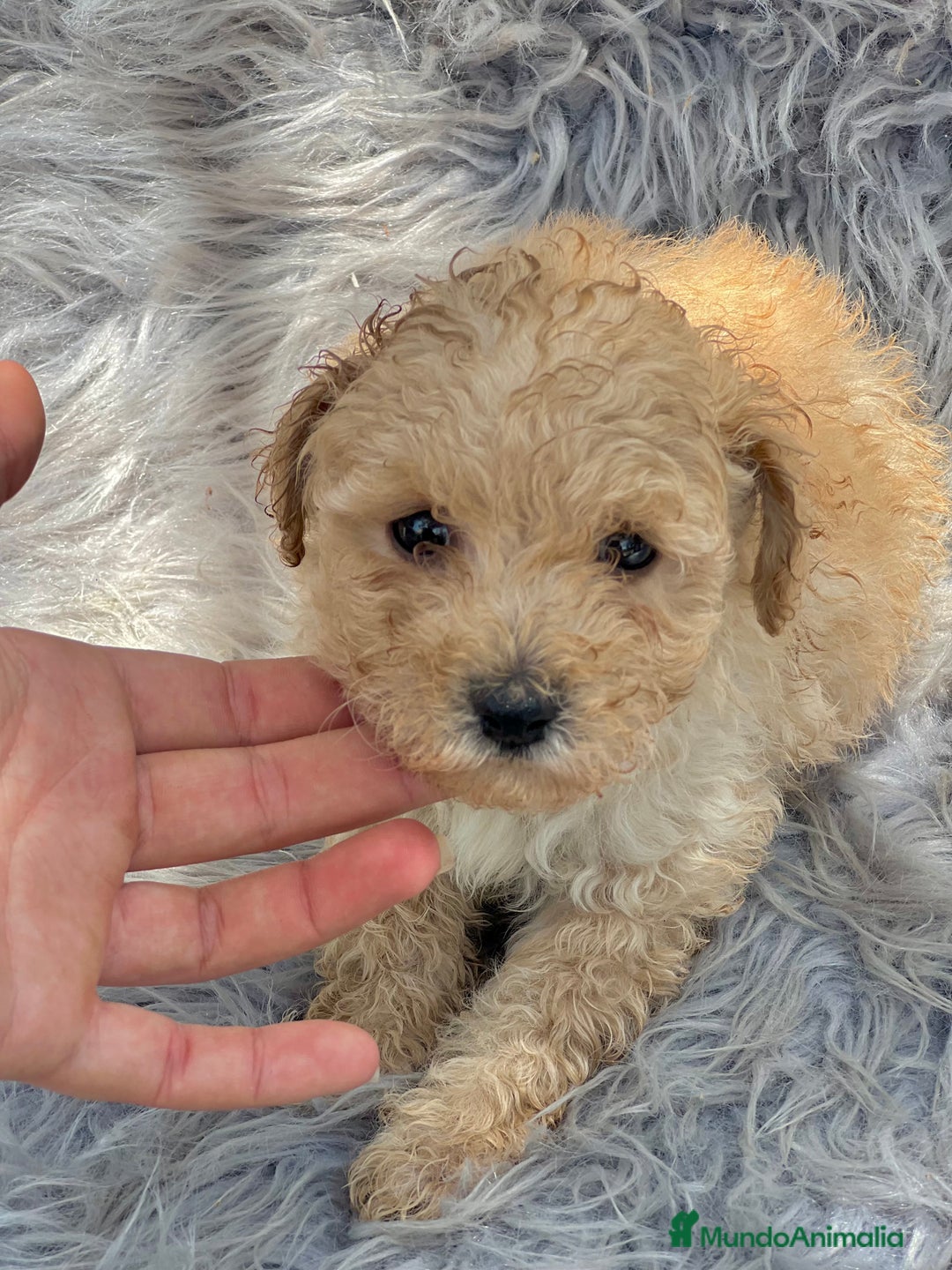 Caniche Toy perros en venta: Caniche toy apricot  - Imagen 3