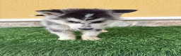 Husky Siberiano perros en venta: Husky siberiano macho  - Anuncio 11