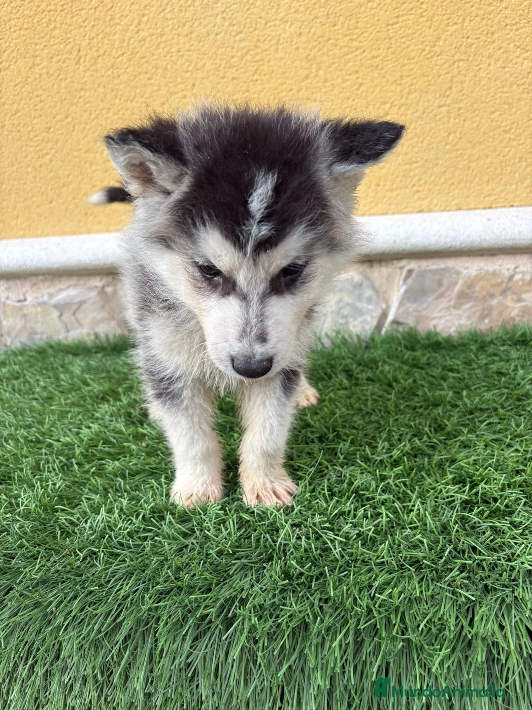 Husky Siberiano perros en venta: Husky siberiano macho  - Anuncio 11
