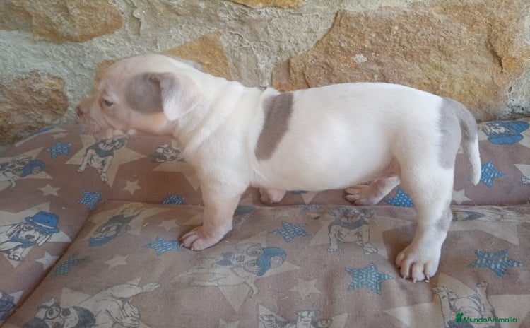 American Bully perros - Anuncio 1