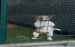 Jack Russell Terrier perros en venta: Jack Russell Terriers CARABY Benidorm  - Imagen 1