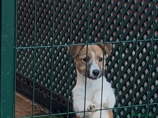 Jack Russell Terrier perros - Anuncio 1